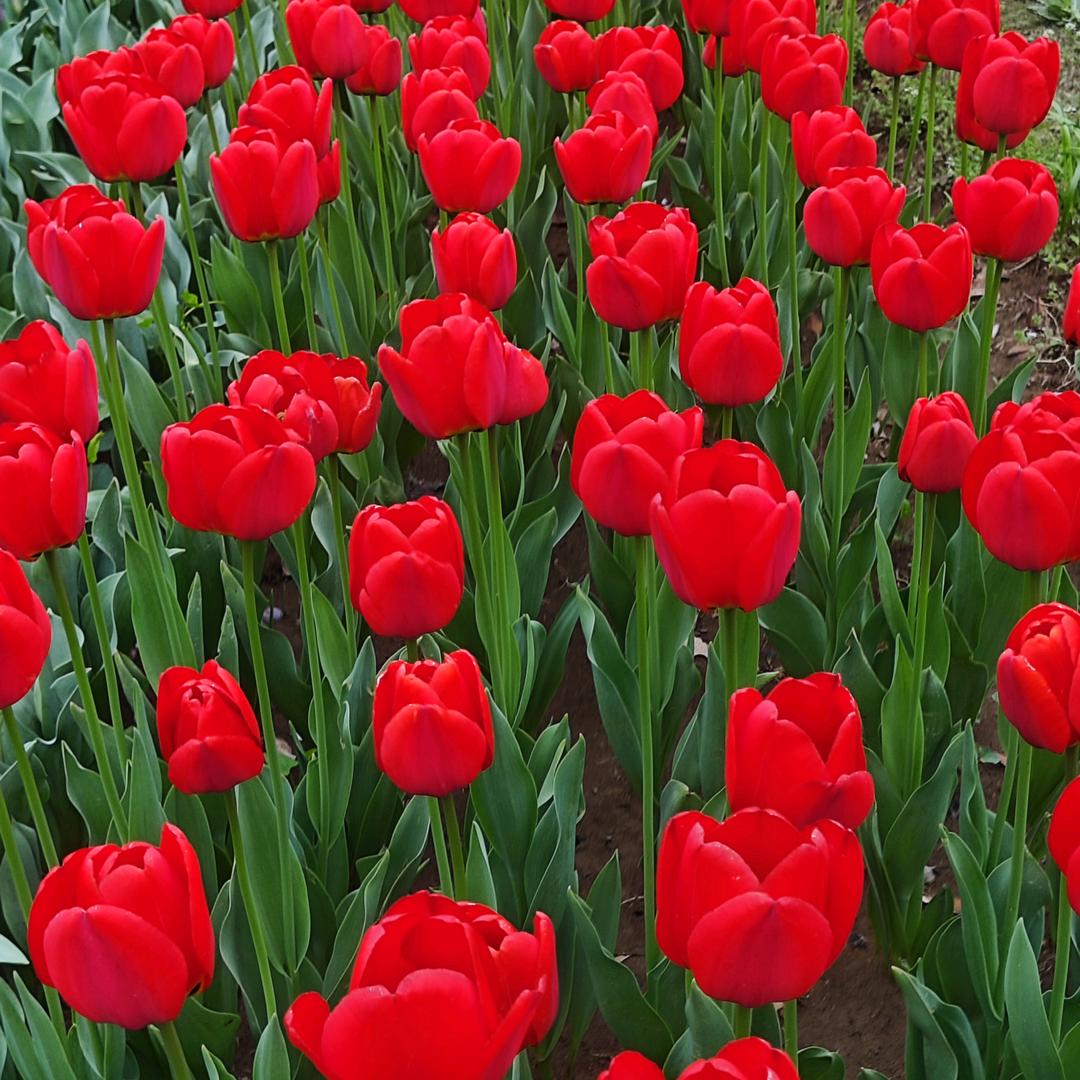 好一朵美丽的百合花