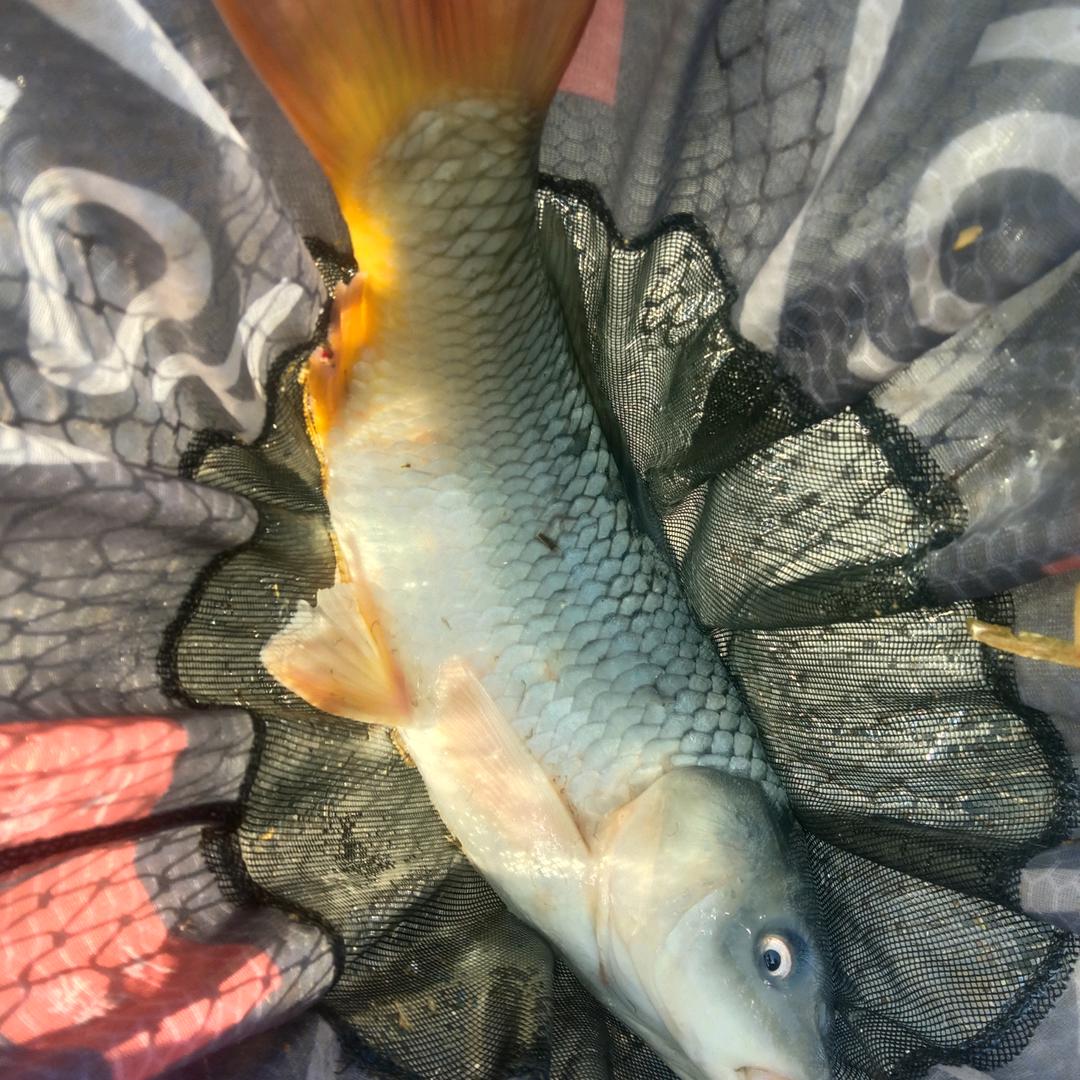 经不经典我不管，我就喜欢这一款。