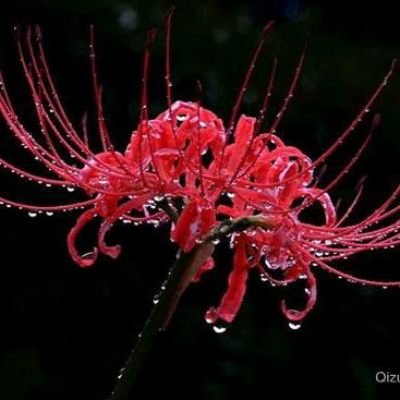 ℰ°烈酒🍻焚心😈