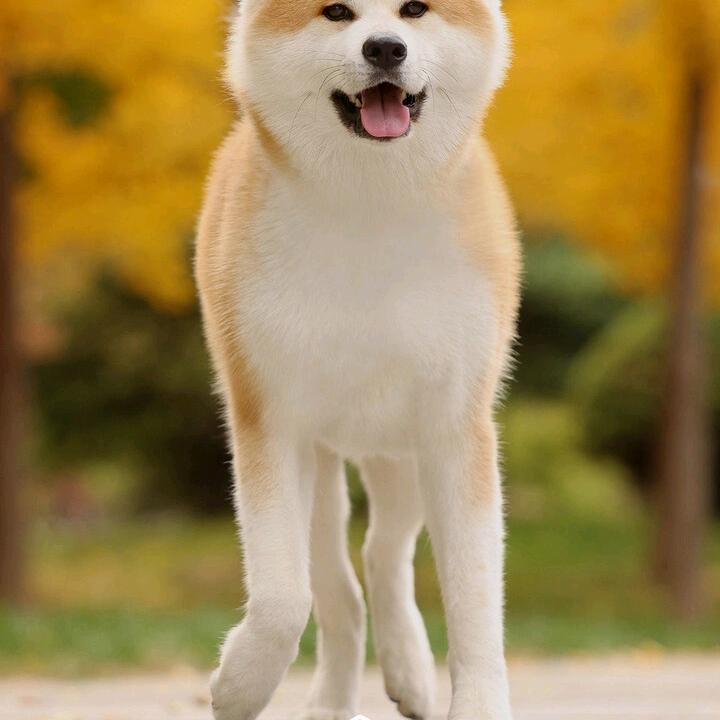 愿得一人心