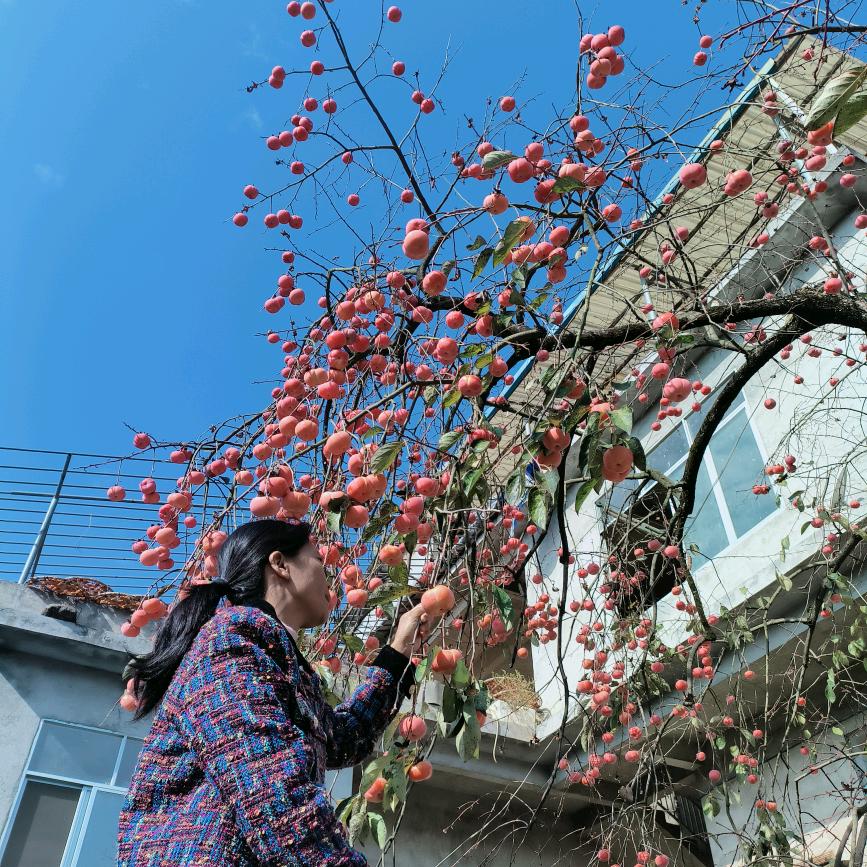 木子丹丹