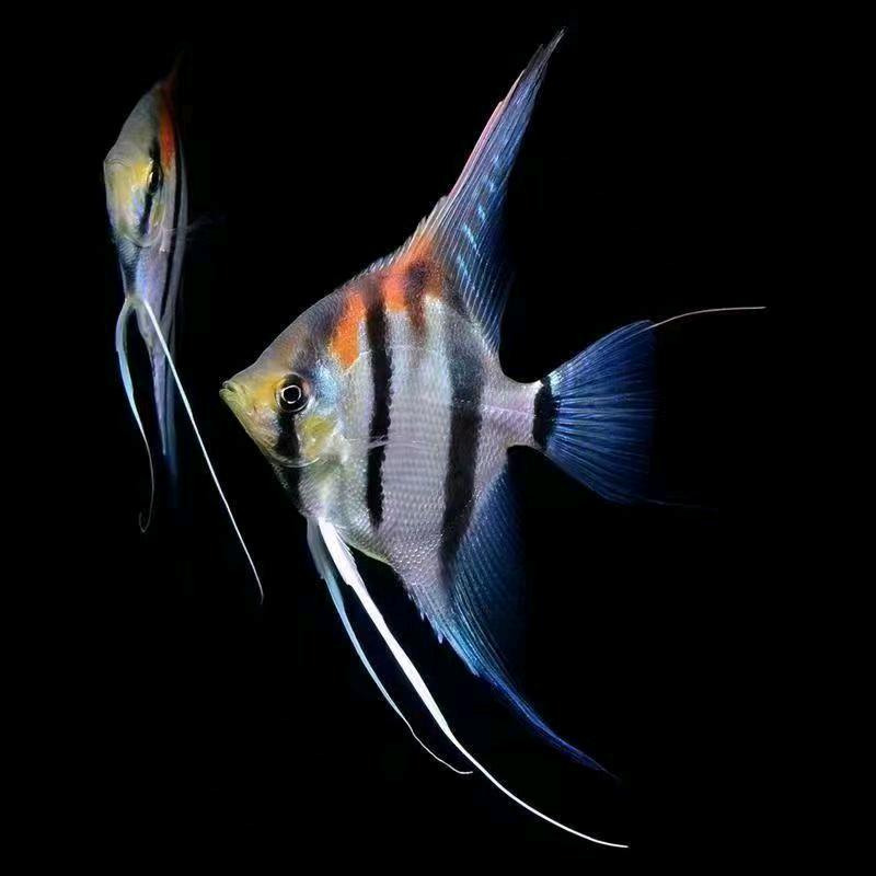 鱼儿欢观赏鱼中心