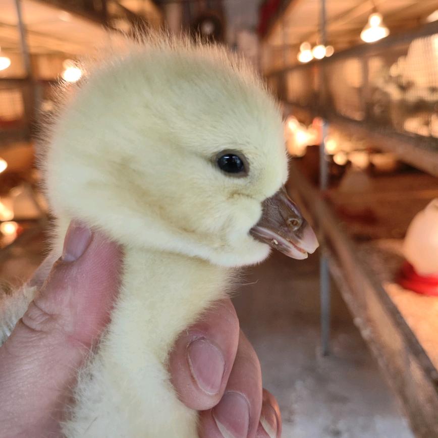 蛋炒饭加蛋🥚
