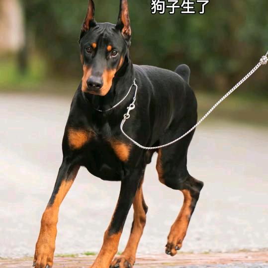 梦里啥都有