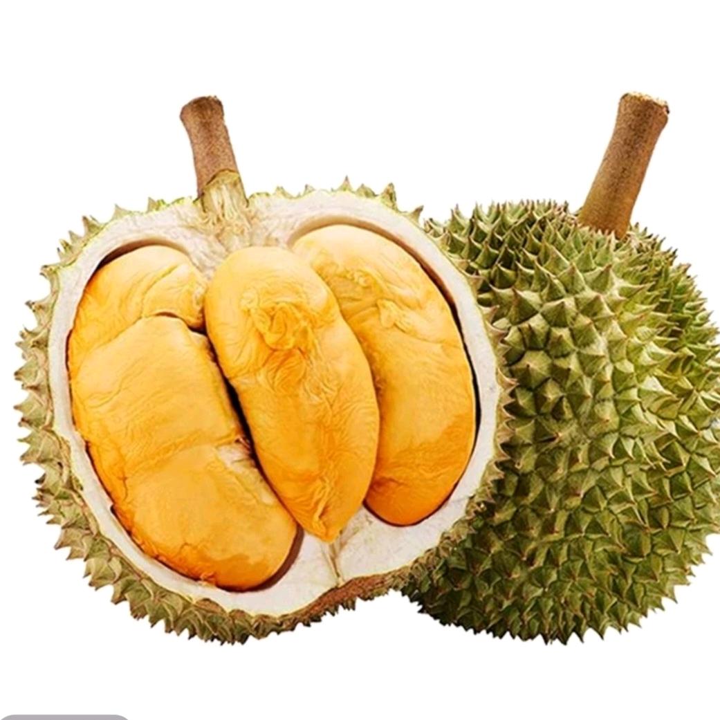 马来猫王