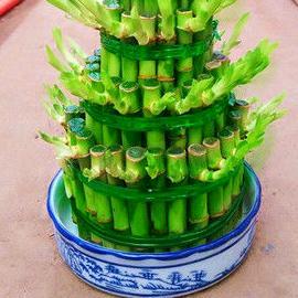 万事如意lei