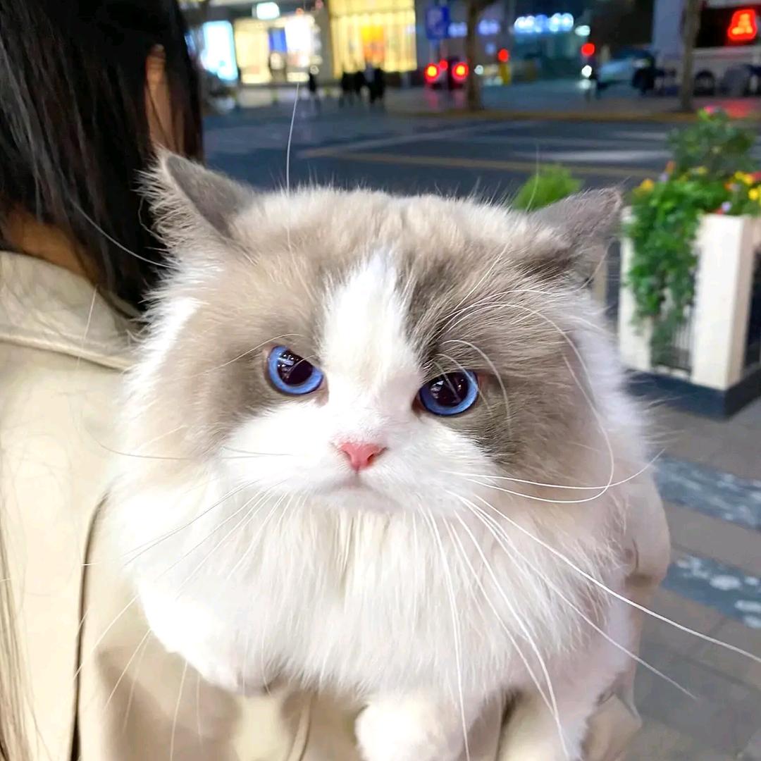 冷帽兄弟