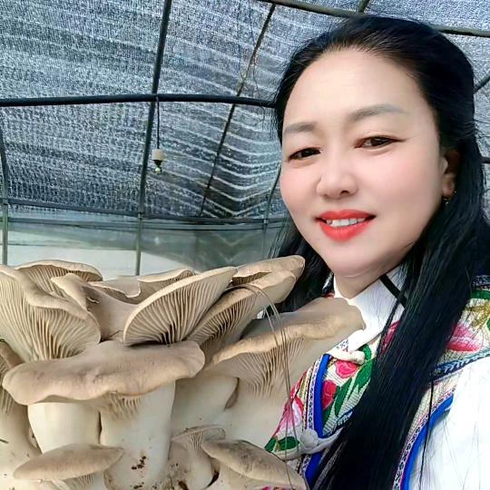 南华  菌乡园  蘑菇妹