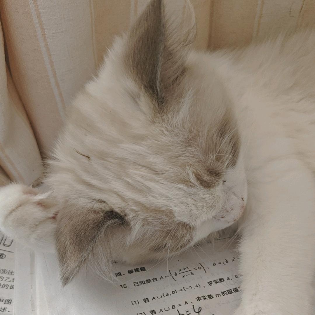 梨只只