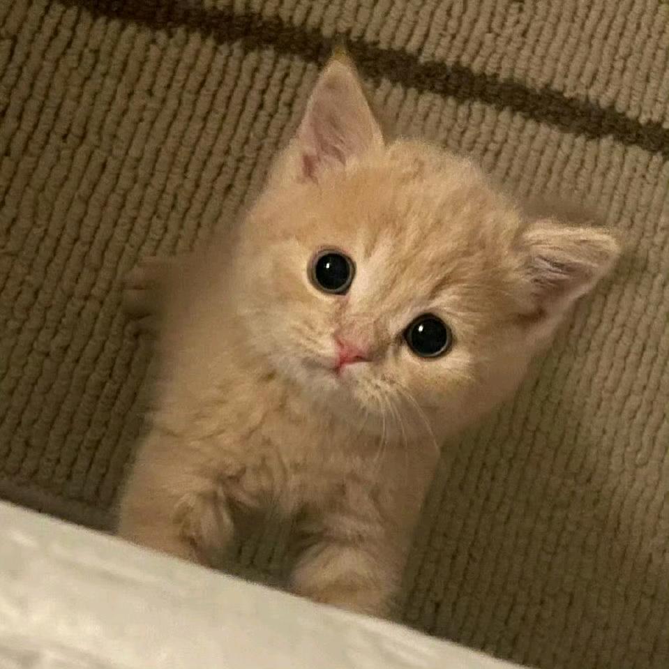 KON.