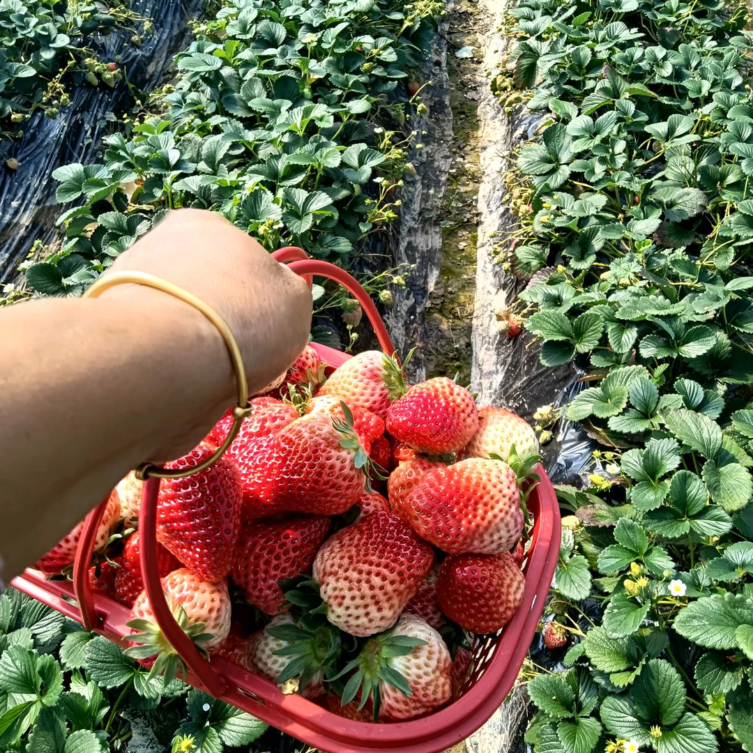 小可爱颖颖(黄沙圩金福草莓园)