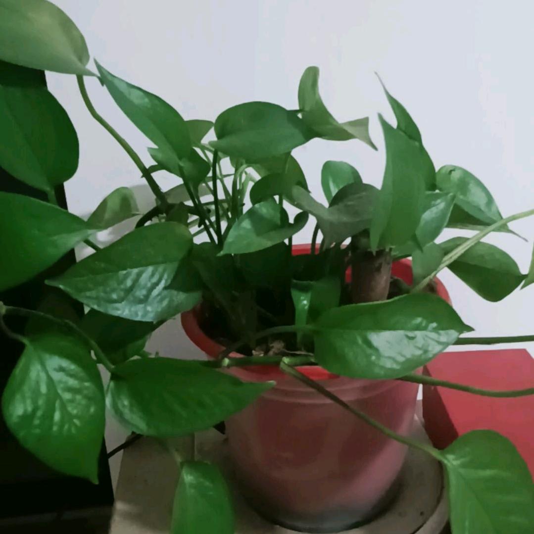 冬天里的红玫瑰