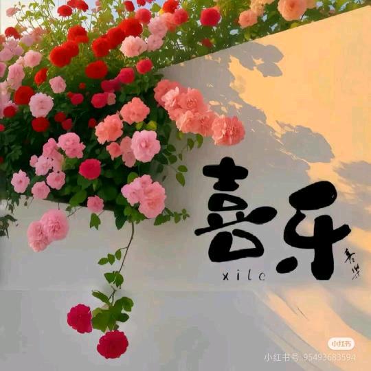 菁菁(jingjing)🌹