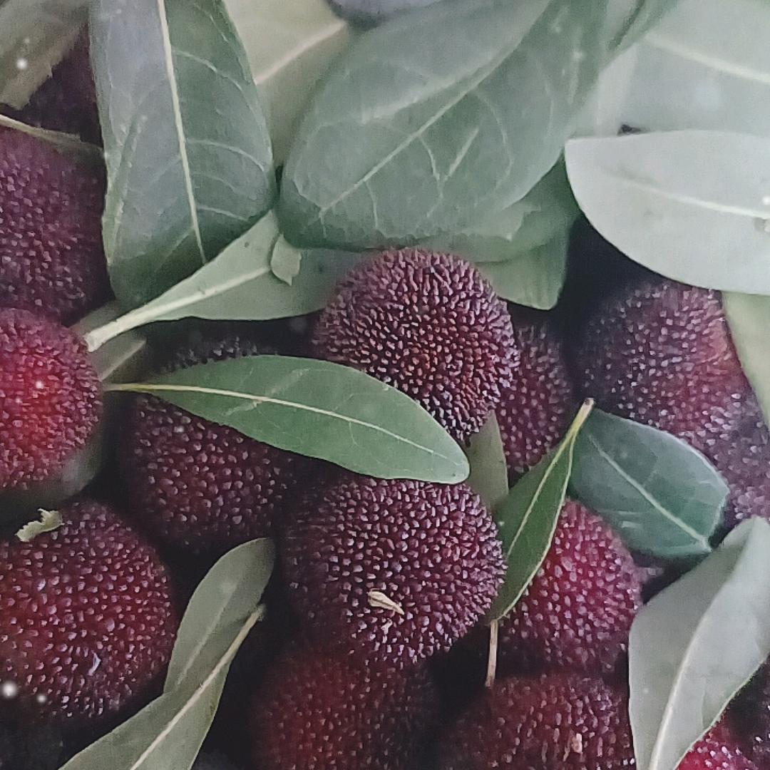 小翁杨梅