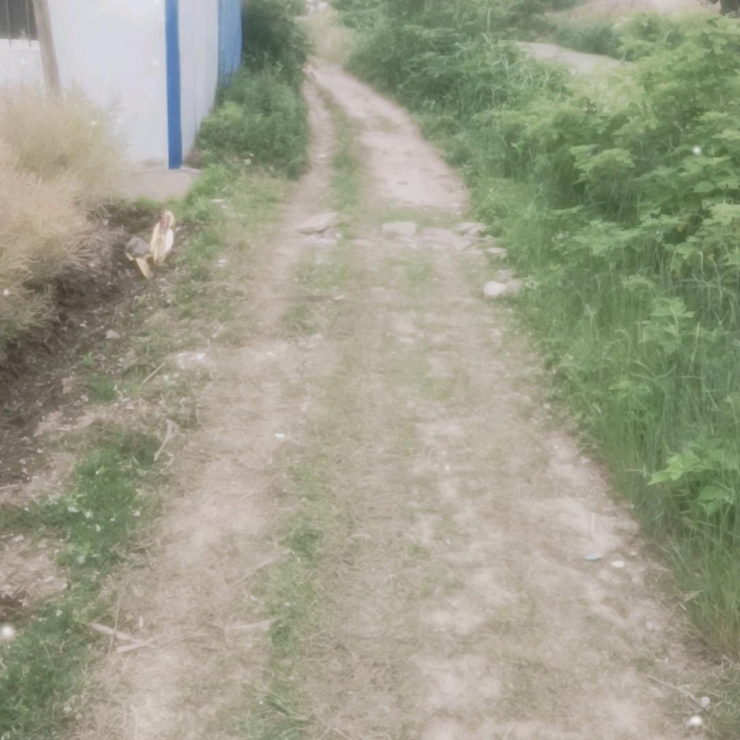 老卞