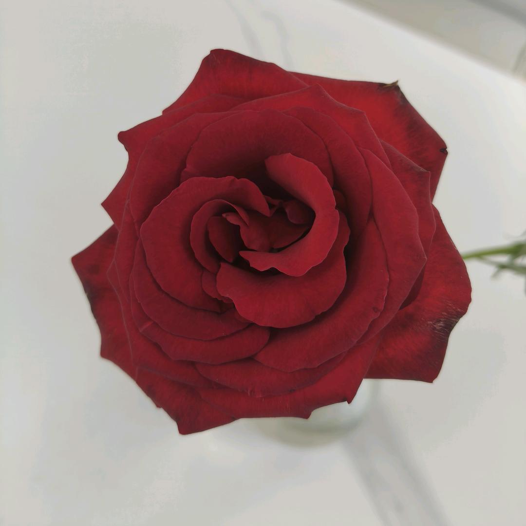 🐰水晶之恋🐰