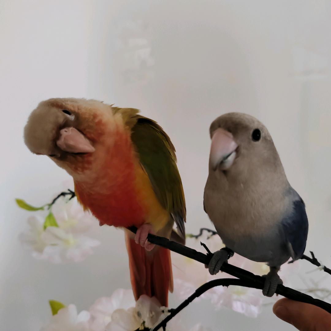 鹦鹉二弟和招财