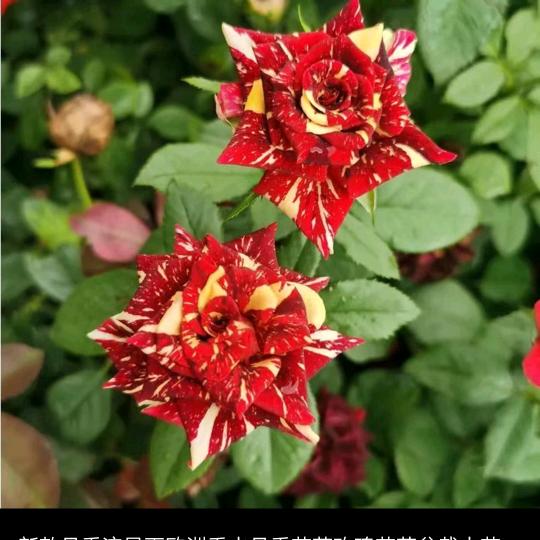 传奇花卉太阳花