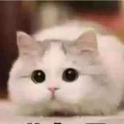 猫言轻语