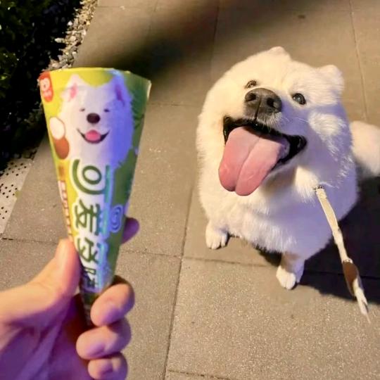 额头长包的蛋黄派