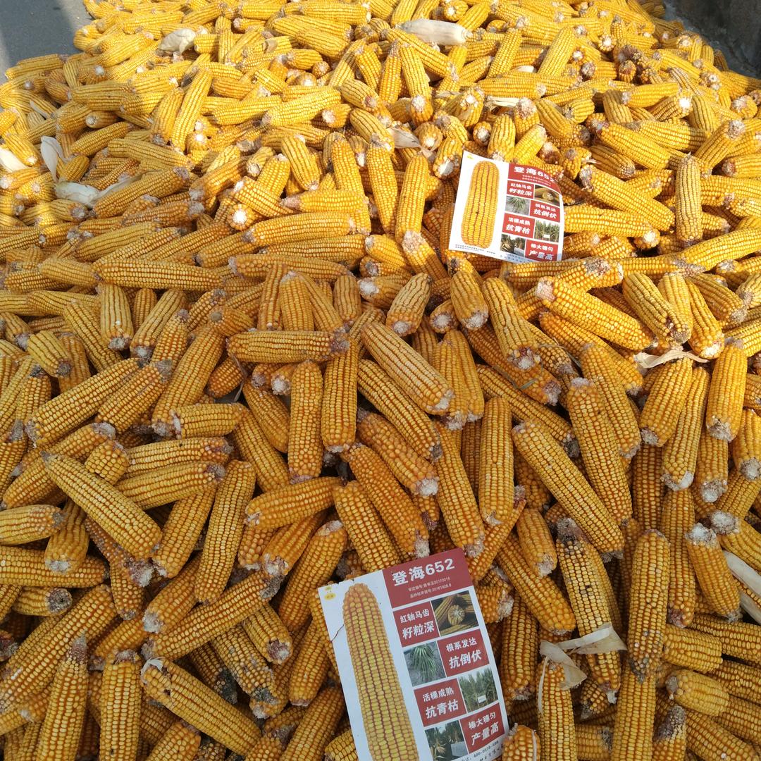 成家生资成子镇华农658主播。