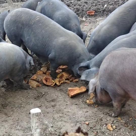 海周生态农场养殖