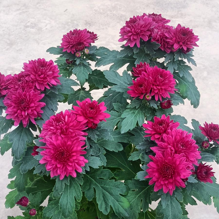 桂兰花坊