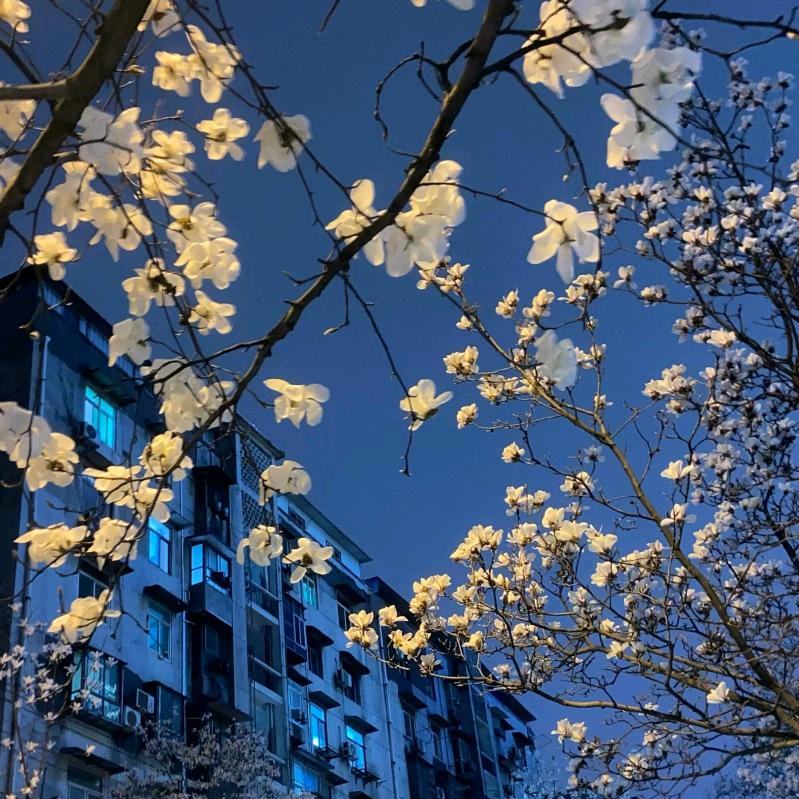 暗梦在双城喝红茶