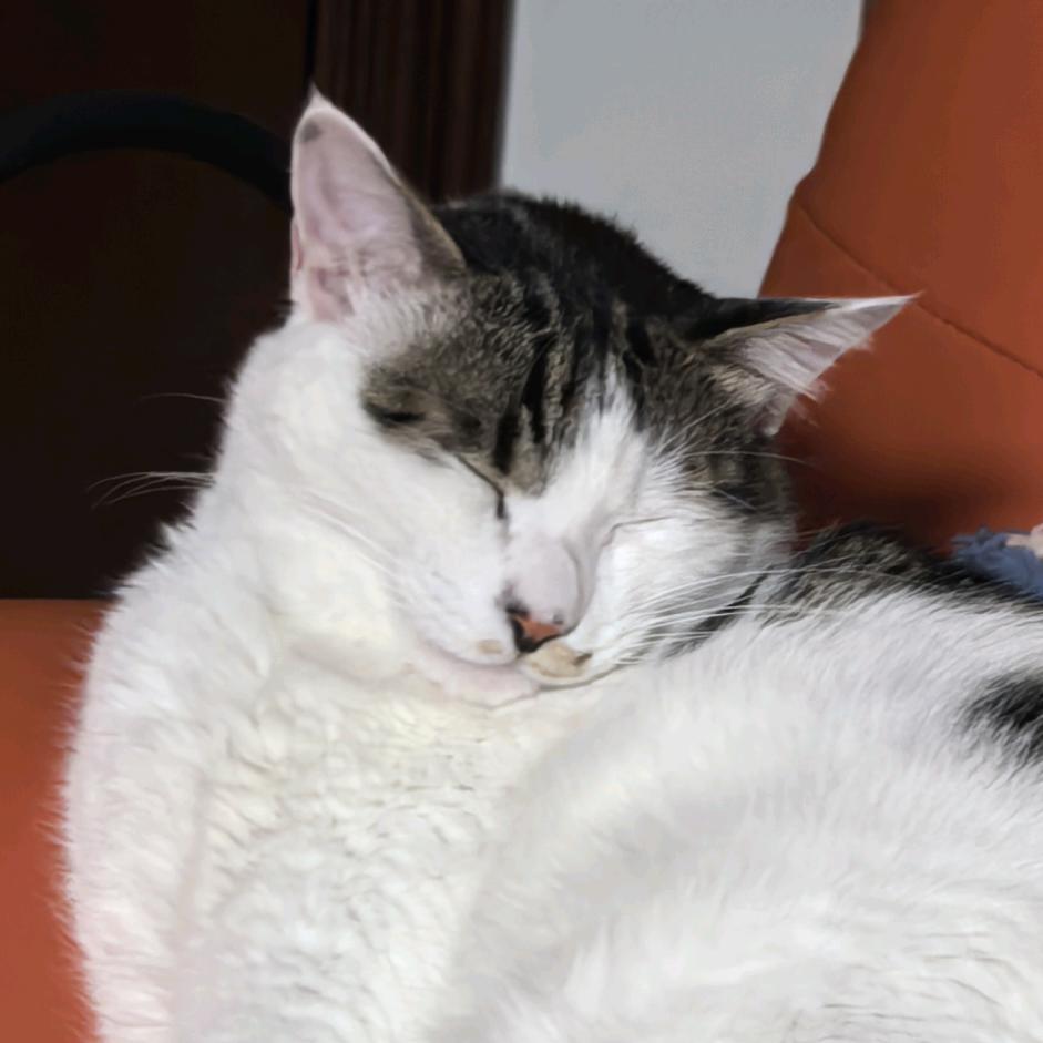 糖炒栗子与糖醋排骨