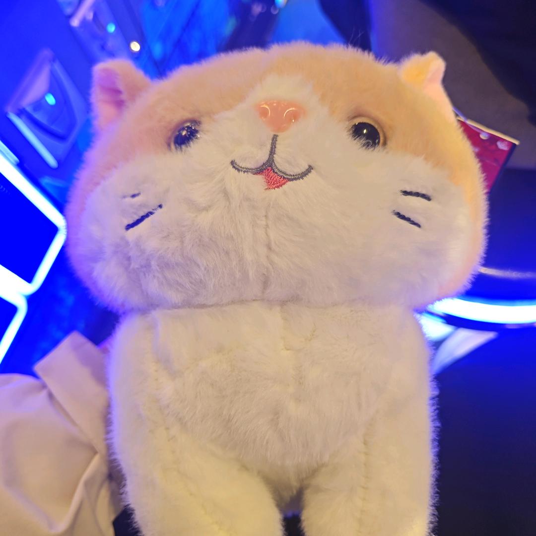 不吃香菜（考公版）