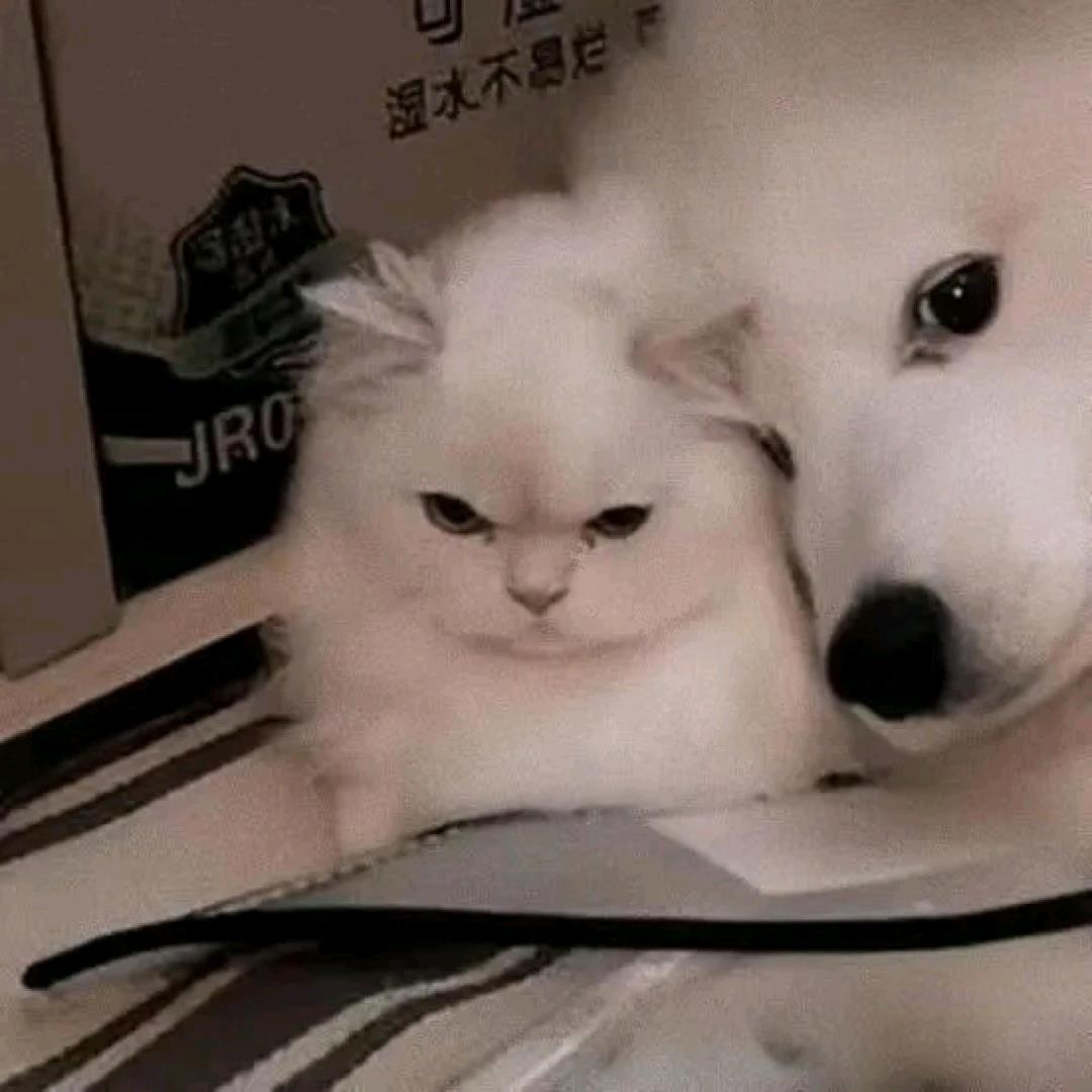 腼腆小美·