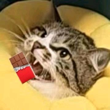 👀耶嘿~✨️🐈‍⬛