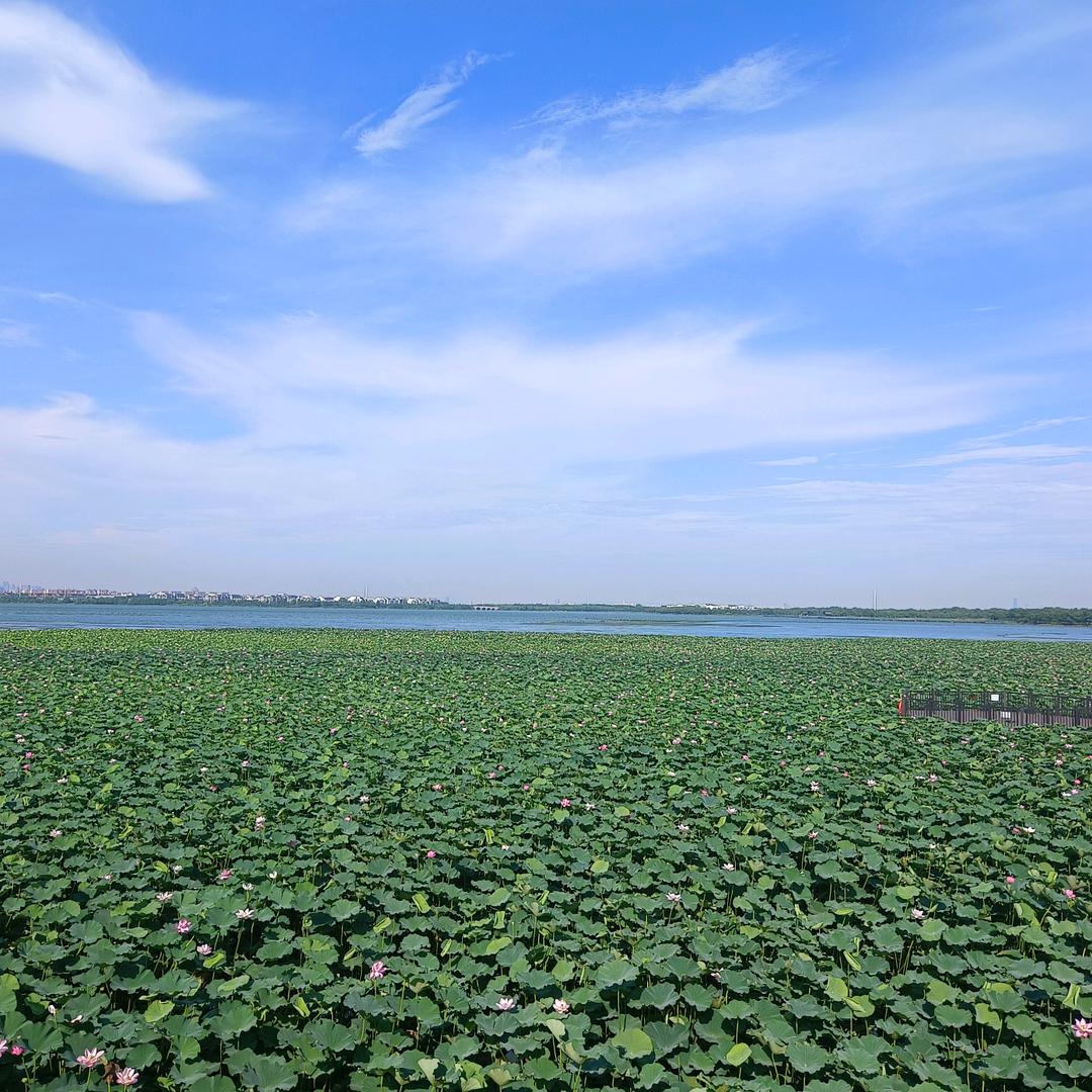 撒龙华（凝辕）