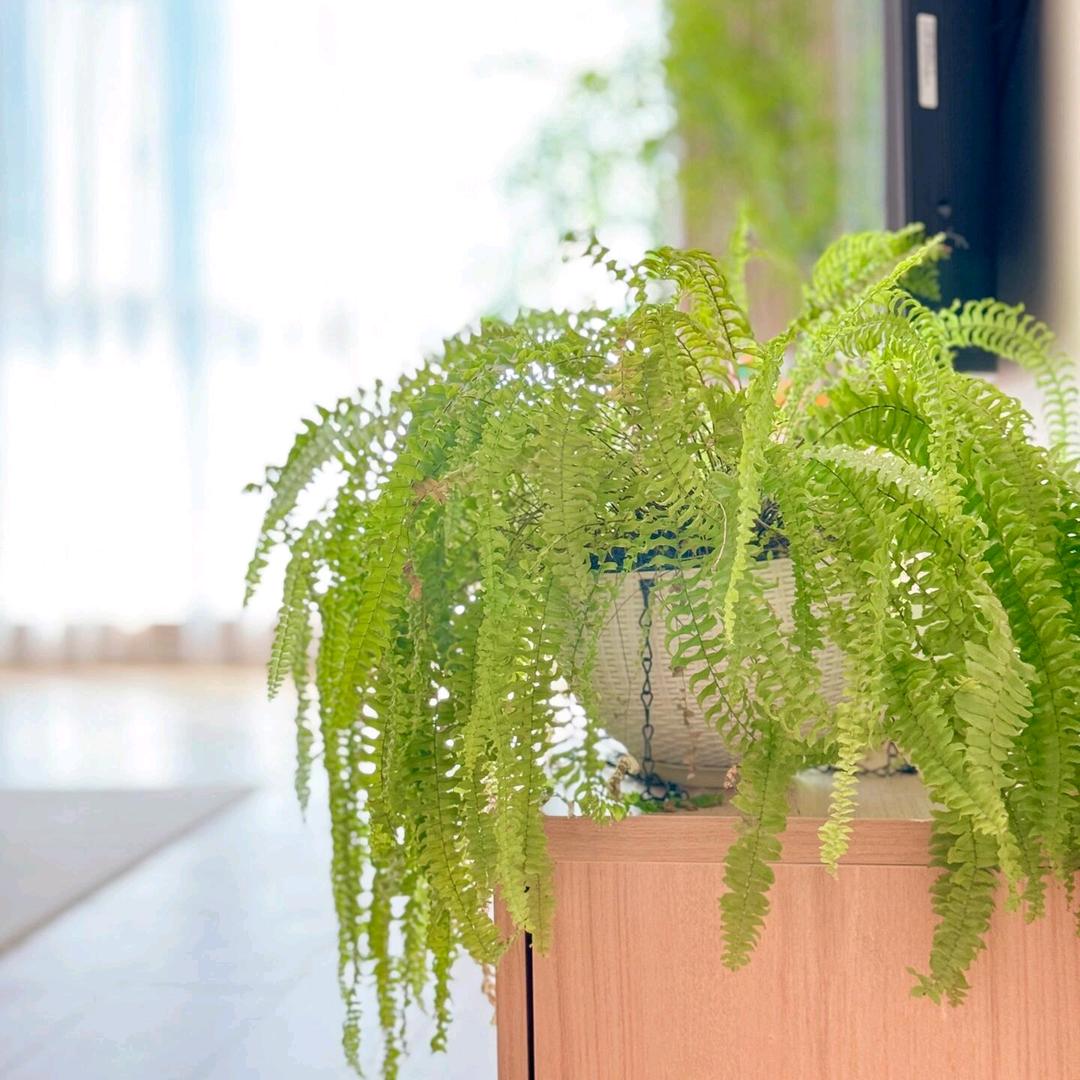 心想事成财源滚滚