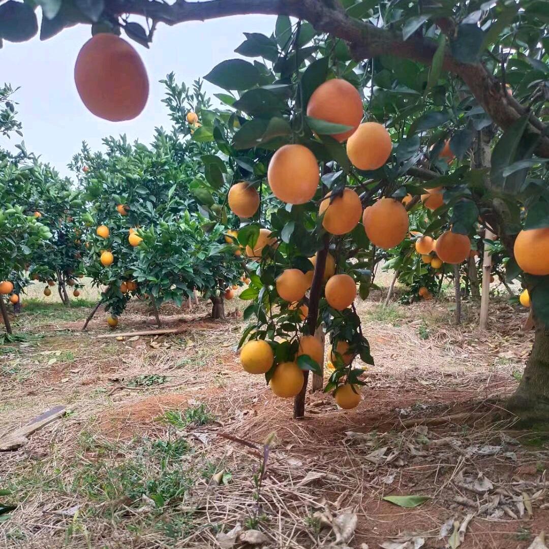 多余的微笑