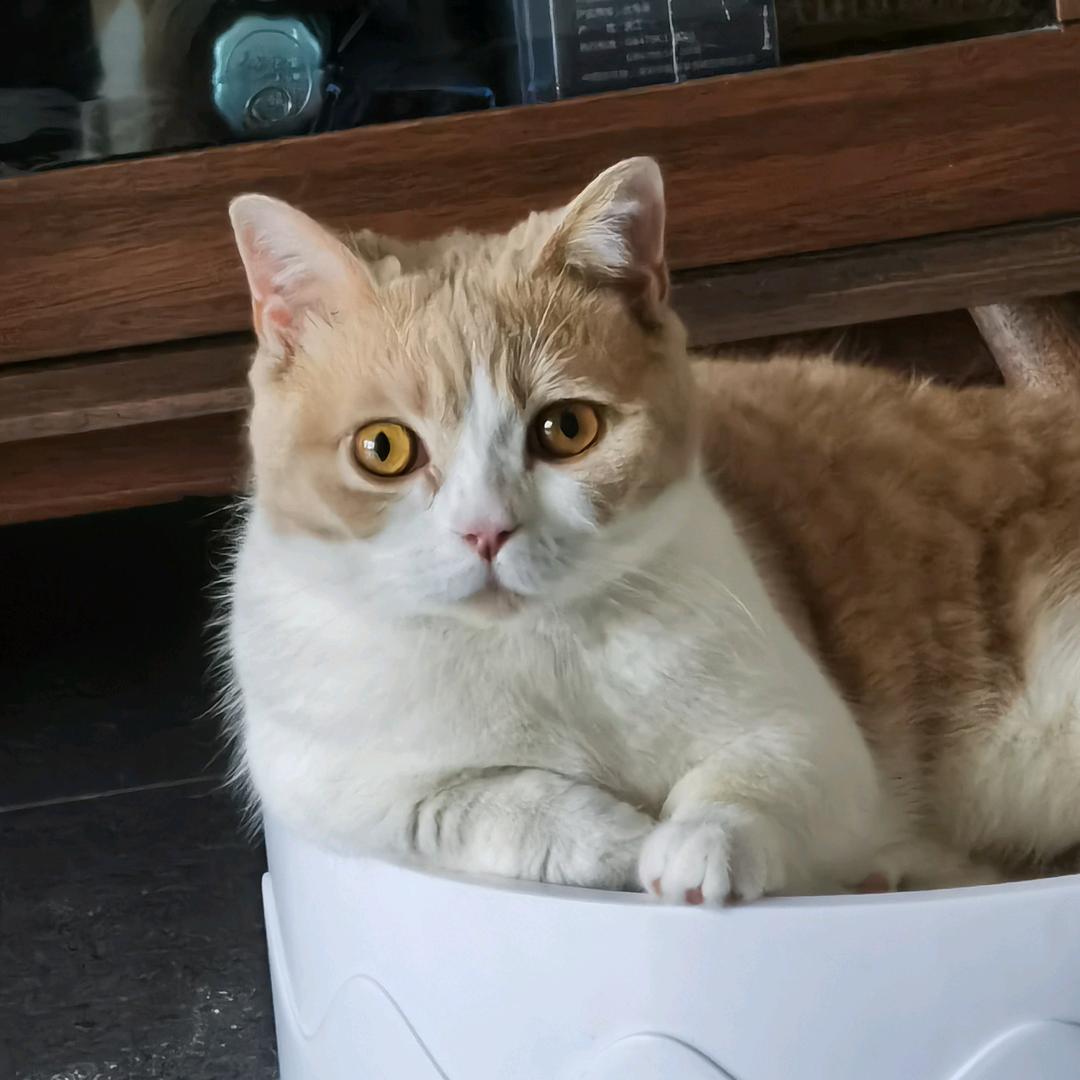 饭团是只猫🐈