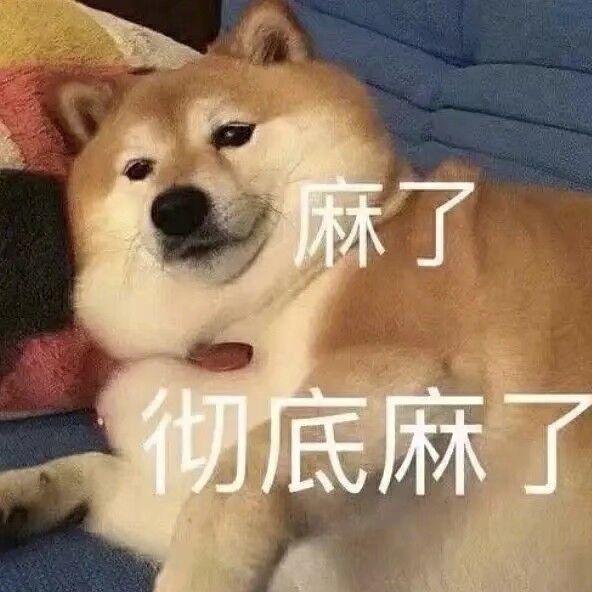 半胖柴犬