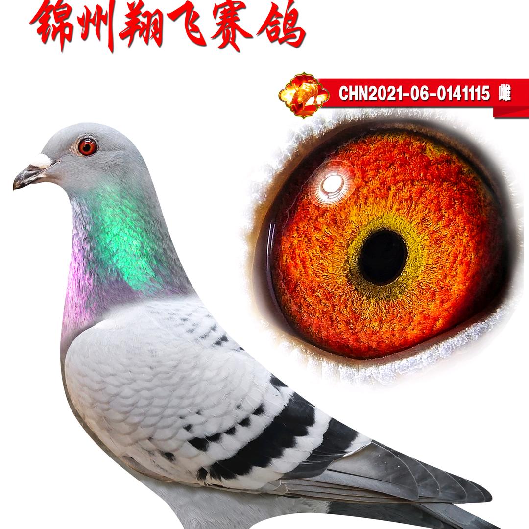 锦州翔飞赛鸽