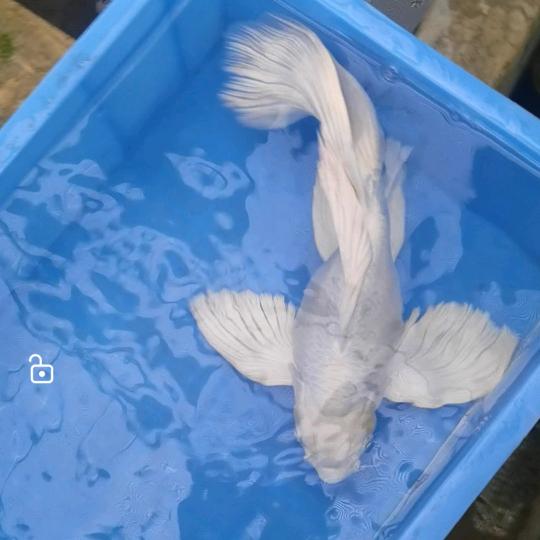 熊多鱼蝴蝶鲤养殖场
