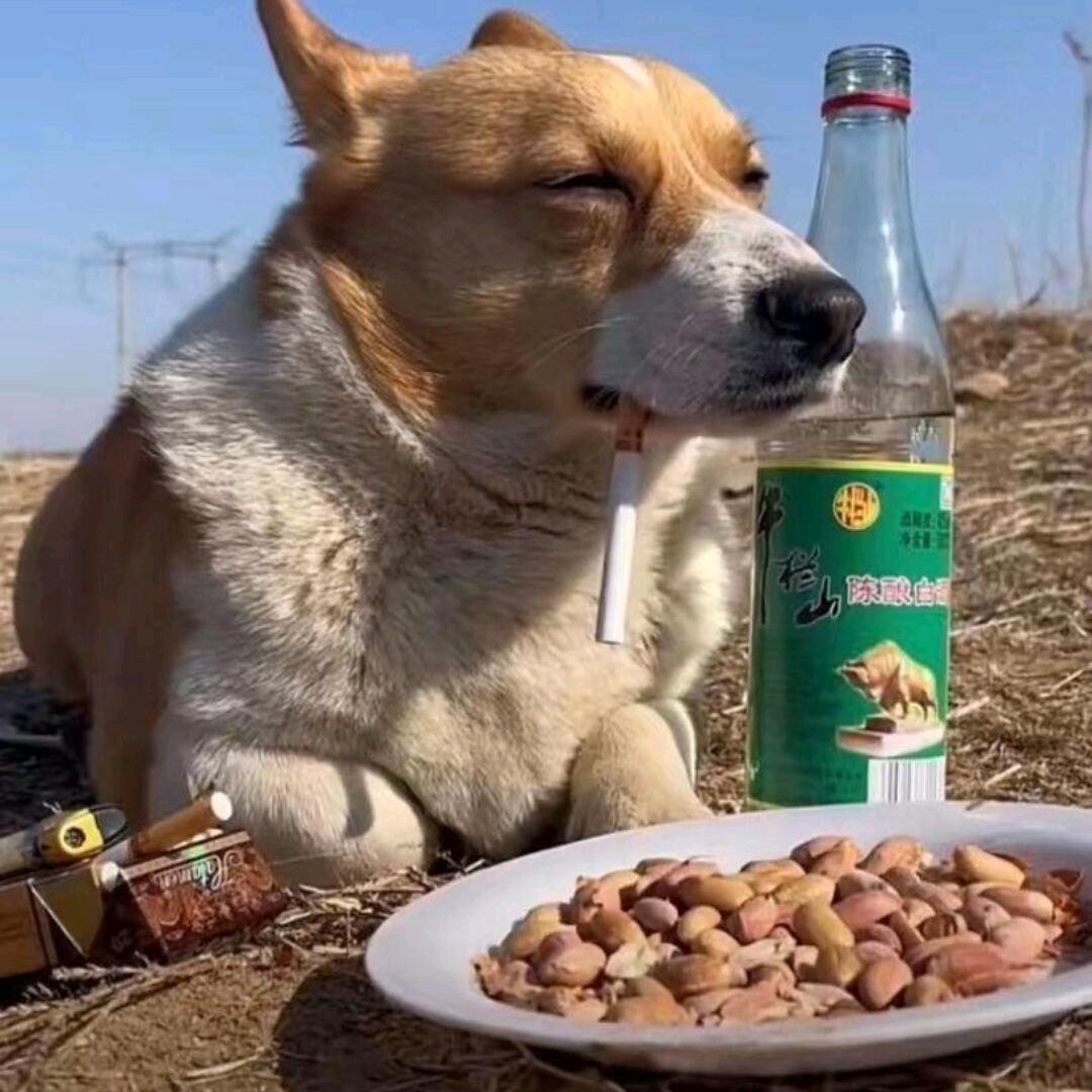 我在人间混日子