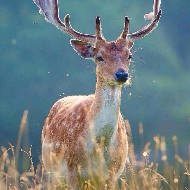 路小七