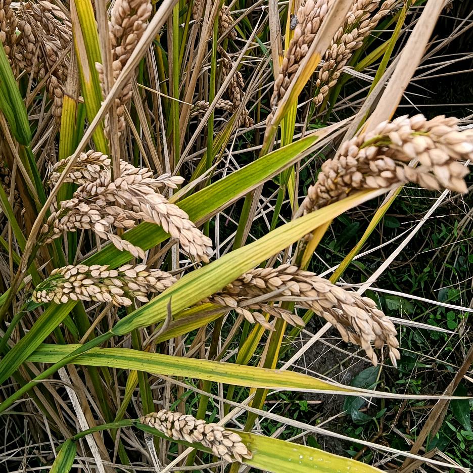 静秋