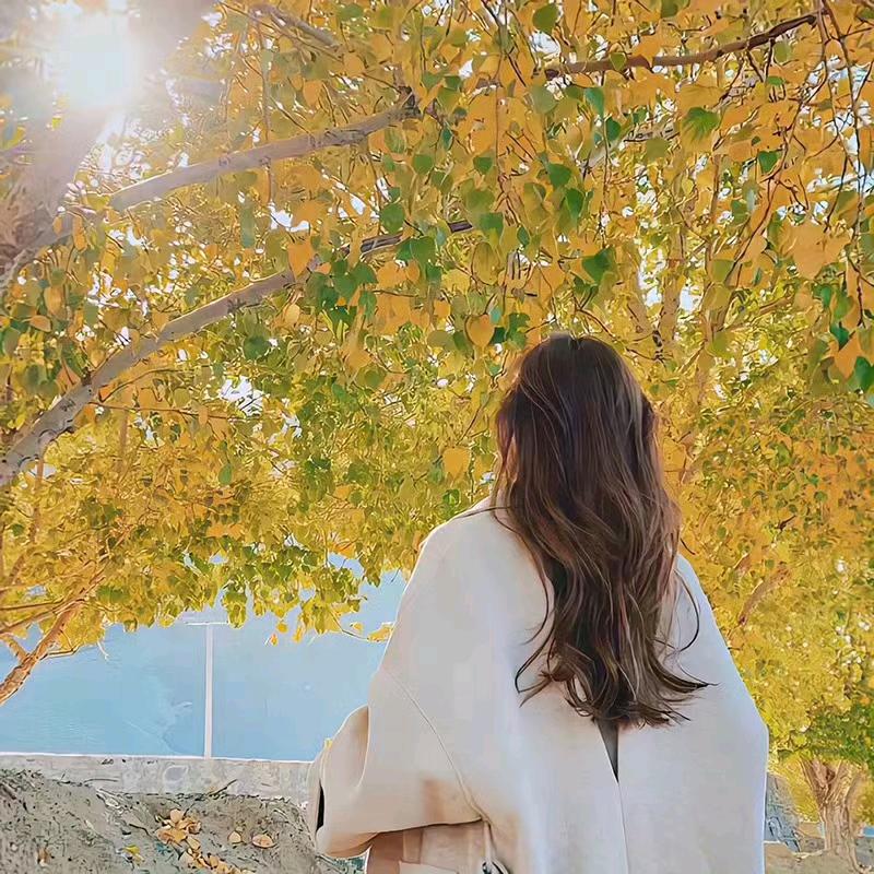 杏