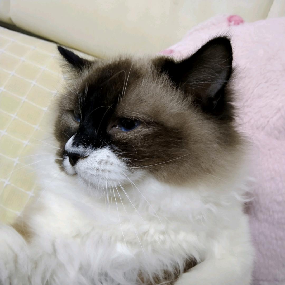 莎莎的猫咪
