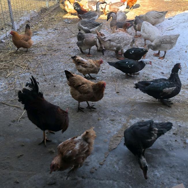 叶先生的田园生活