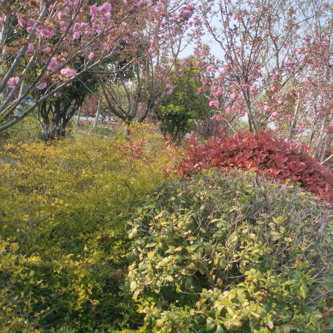 ‘心静如水