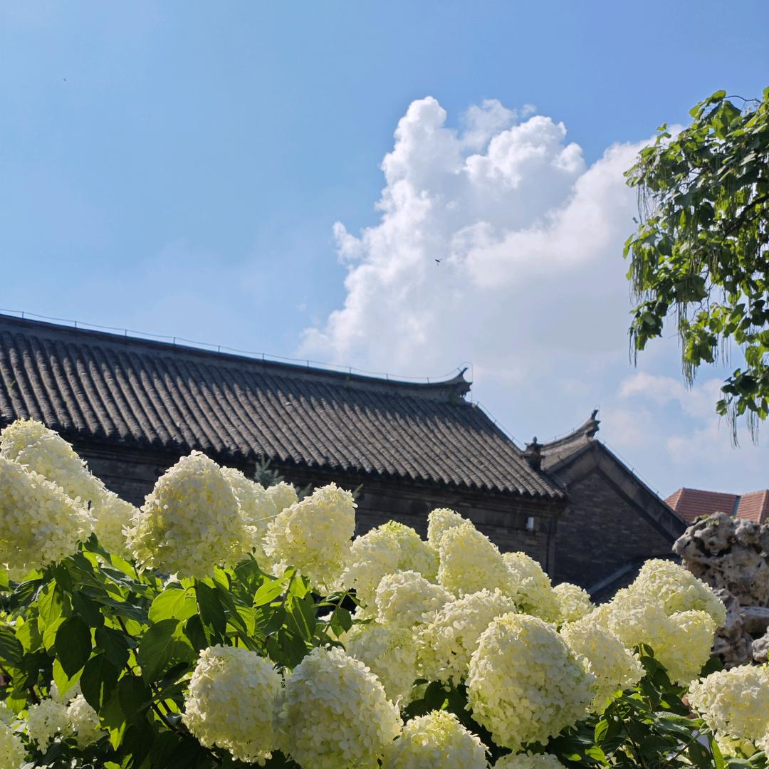 蓝桉遇鸟