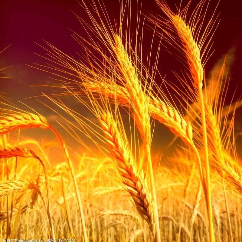 🍀🍎安康是福🍒🍀