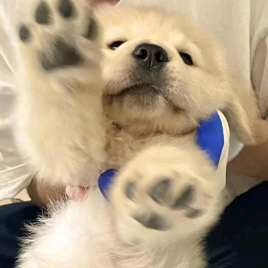 霖鹤暻