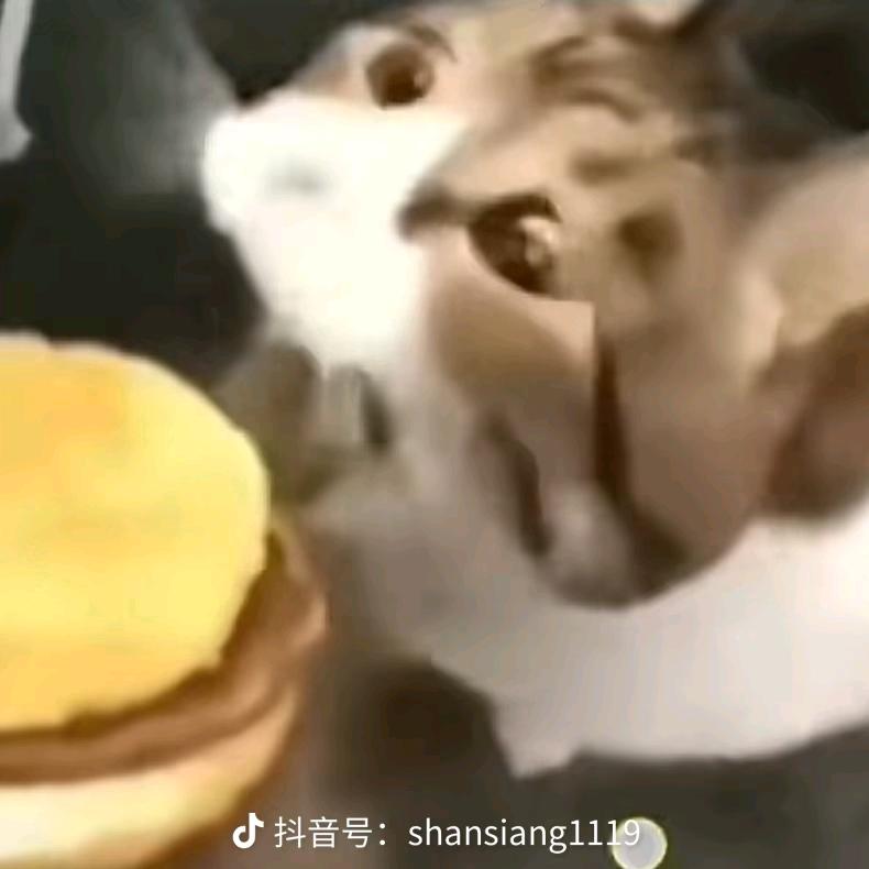 茴茴茴茴